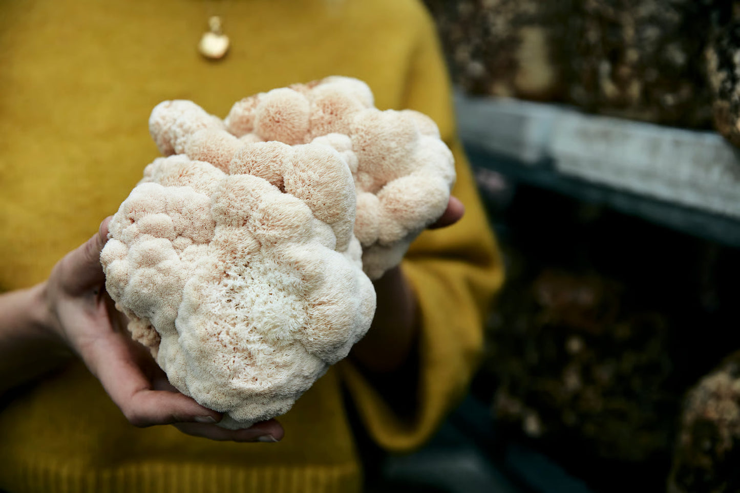 Lion's Mane Supplements: How Authentic Brew Is Utilising The Brain-Boosting Mushroom